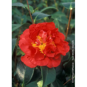 CAMELLIA japonica BLOOD OF CHINA (Camélia du Japon)1