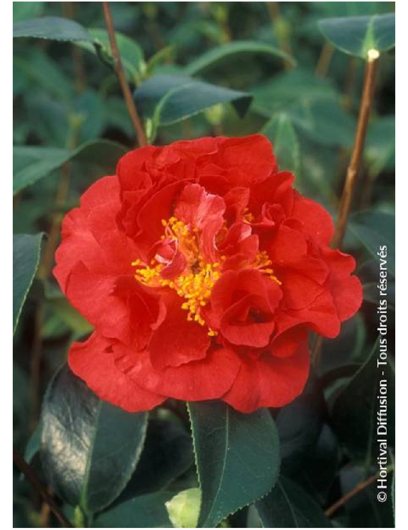 CAMELLIA japonica BLOOD OF CHINA (Camélia du Japon)1