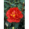 CAMELLIA japonica BLOOD OF CHINA (Camélia du Japon)1