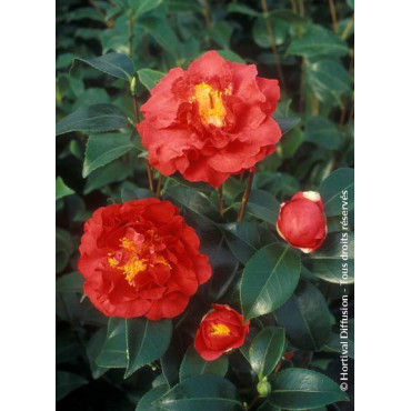 CAMELLIA japonica BLOOD OF CHINA (Camélia du Japon)