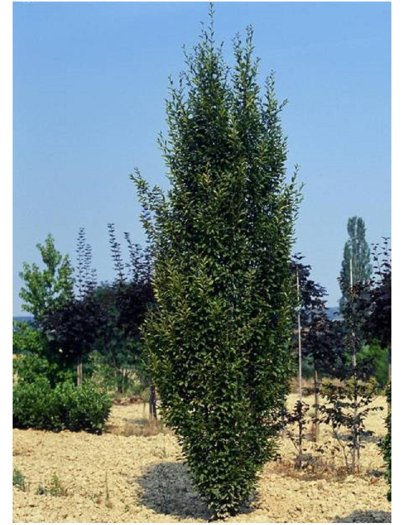 CARPINUS betulus FRANS FONTAINE (Charme Frans fontaine)