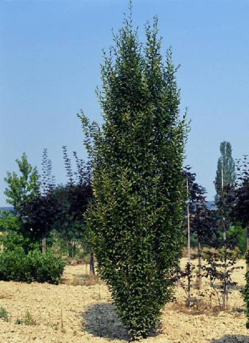 CARPINUS betulus FRANS FONTAINE