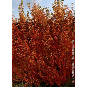 CARPINUS betulus ORANGE RETZ cov (Charme Orange Retz)