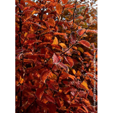 CARPINUS betulus ORANGE RETZ cov (Charme Orange Retz)1