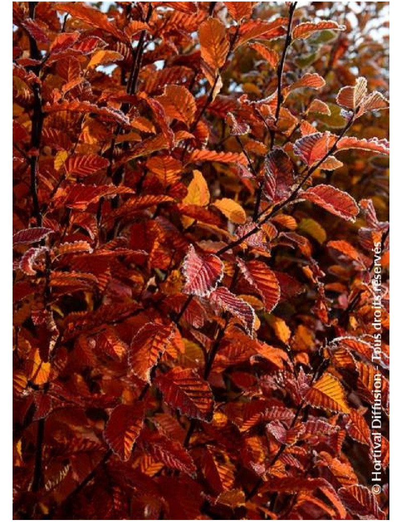 CARPINUS betulus ORANGE RETZ cov (Charme Orange Retz)1