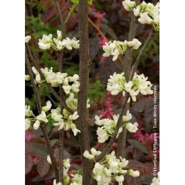 CERCIS canadensis ROYAL WHITE (Gainier du Canada)1