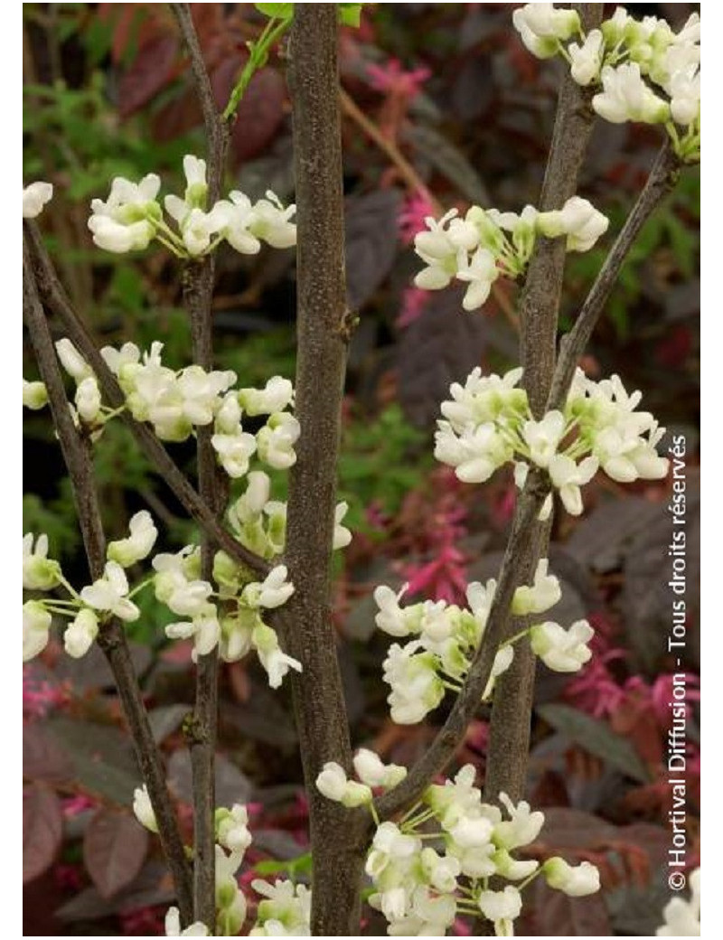 CERCIS canadensis ROYAL WHITE (Gainier du Canada)1