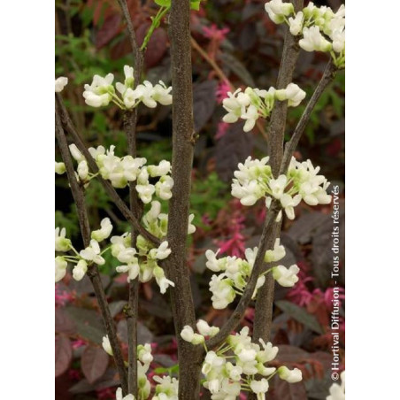 CERCIS canadensis ROYAL WHITE (Gainier du Canada)1