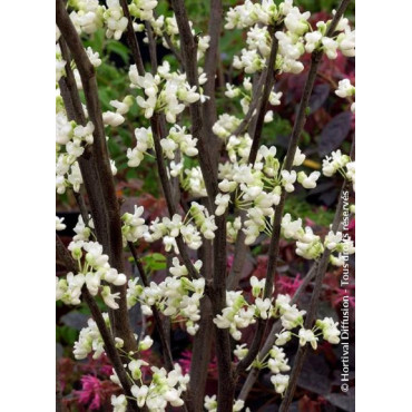 CERCIS canadensis ROYAL WHITE (Gainier du Canada)