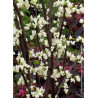 CERCIS canadensis ROYAL WHITE (Gainier du Canada)