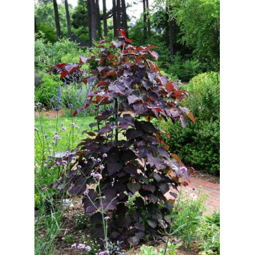 CERCIS canadensis RUBY FALLS cov (Gainier du Canada)