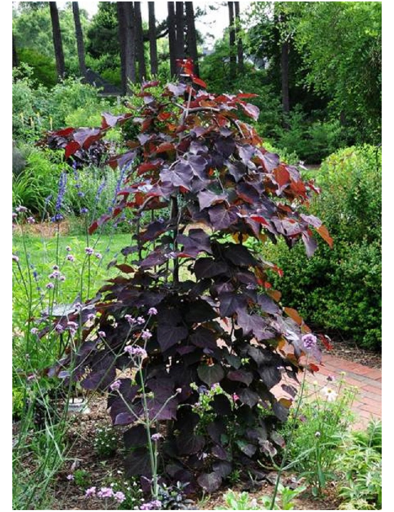 CERCIS canadensis RUBY FALLS cov (Gainier du Canada)