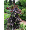 CERCIS canadensis RUBY FALLS cov (Gainier du Canada)