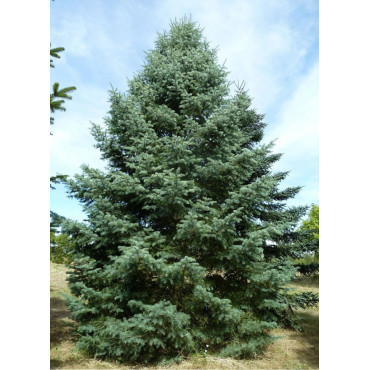 ABIES concolor (Sapin du Colorado)3