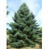 ABIES concolor