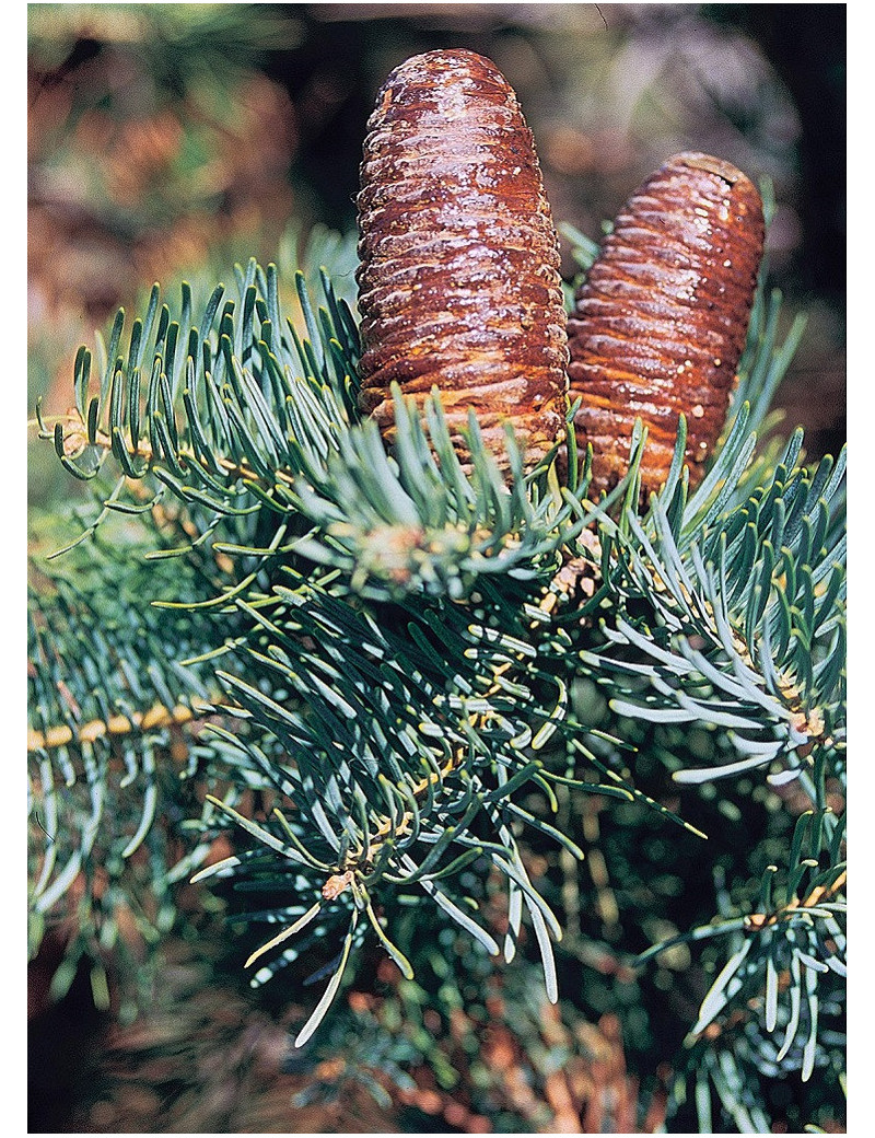 ABIES concolor (Sapin du Colorado)1