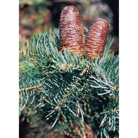 ABIES concolor (Sapin du Colorado)1