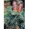 ABIES concolor (Sapin du Colorado)1