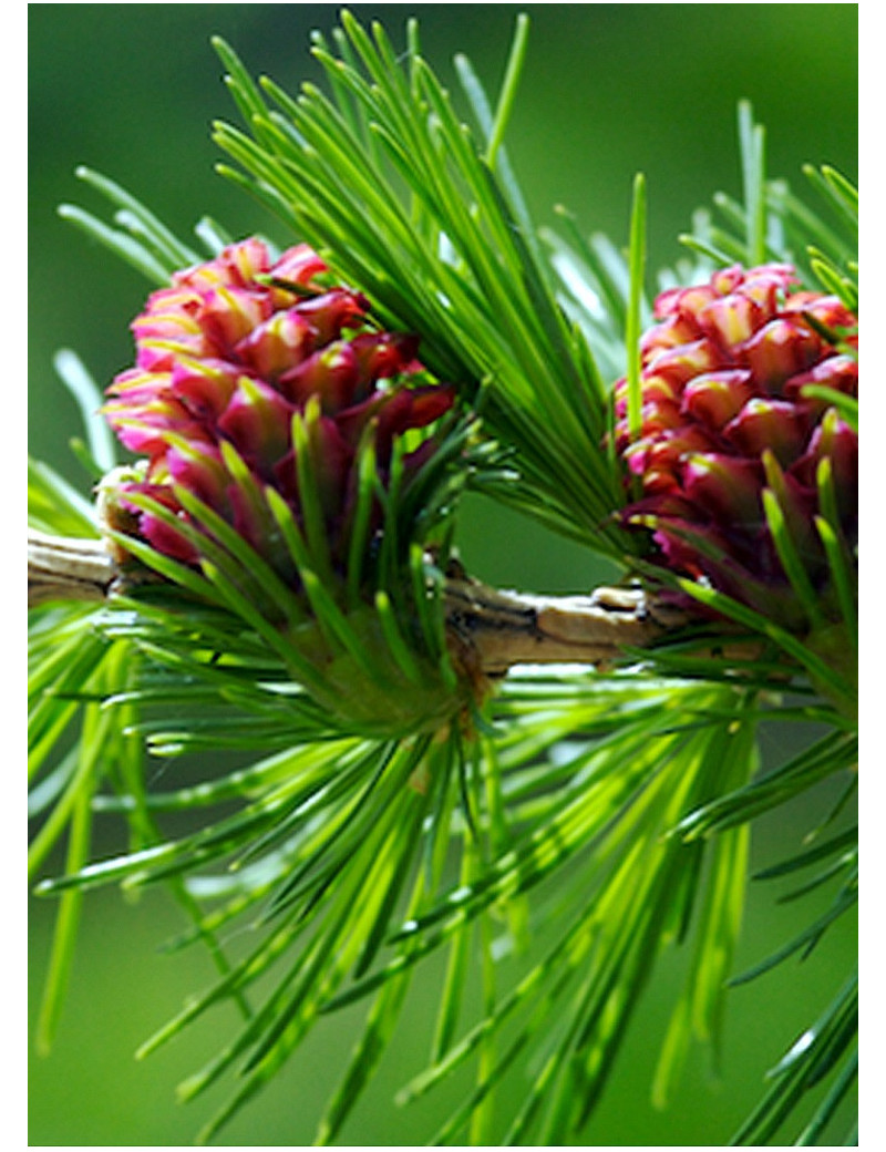 LARIX decidua (Mélèze commun)