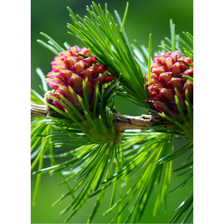 LARIX decidua (Mélèze commun)