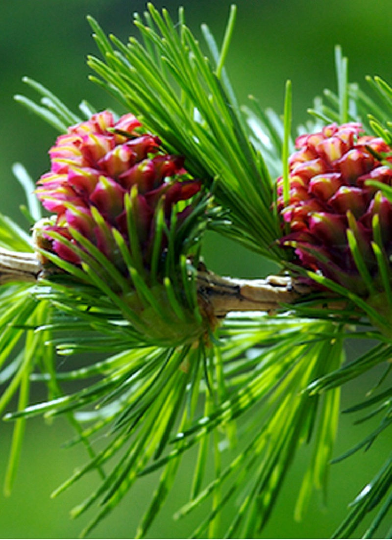LARIX decidua