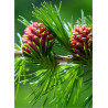 LARIX decidua (Mélèze commun)