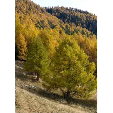 LARIX decidua (Mélèze commun)1