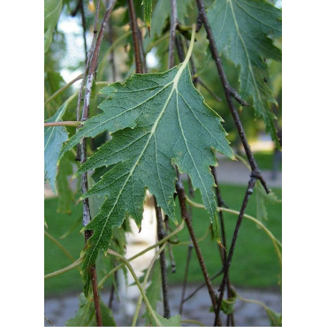 BETULA verrucosa DALECARLICA (Bouleau lacinié)