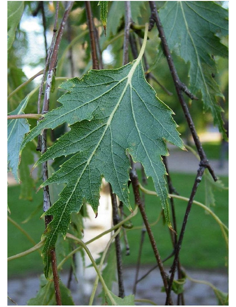 BETULA verrucosa DALECARLICA (Bouleau lacinié)