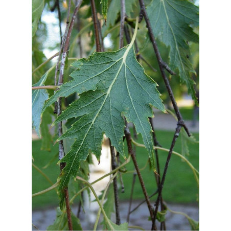 BETULA verrucosa DALECARLICA (Bouleau lacinié)