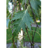 BETULA verrucosa DALECARLICA (Bouleau lacinié)