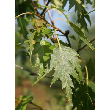 BETULA verrucosa DALECARLICA (Bouleau lacinié)1