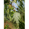 BETULA verrucosa DALECARLICA (Bouleau lacinié)1