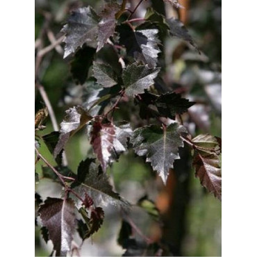 BETULA verrucosa PURPUREA (Bouleau pourpre)