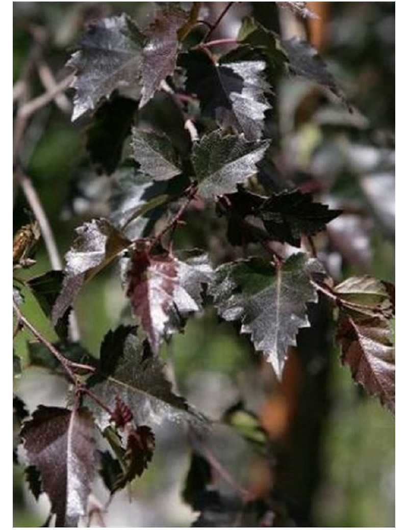 BETULA verrucosa PURPUREA (Bouleau pourpre)