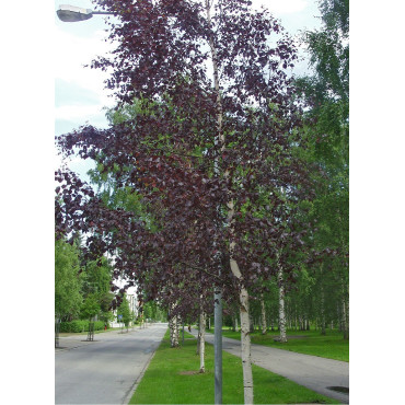 BETULA verrucosa PURPUREA (Bouleau pourpre)