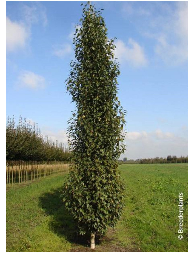 BETULA verrucosa FASTIGIATA (Bouleau fastigié)