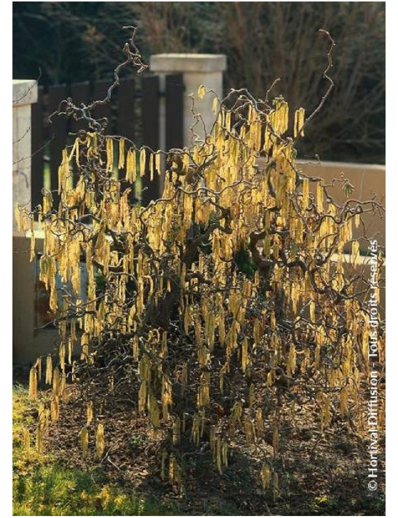 CORYLUS avellana CONTORTA (Noisetier tortueux)1