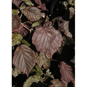 CORYLUS avellana RED MAJESTIC (Noisetier tortueux pourpre)1