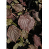 CORYLUS avellana RED MAJESTIC (Noisetier tortueux pourpre)1