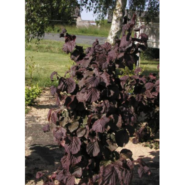 CORYLUS avellana RED MAJESTIC (Noisetier tortueux pourpre)