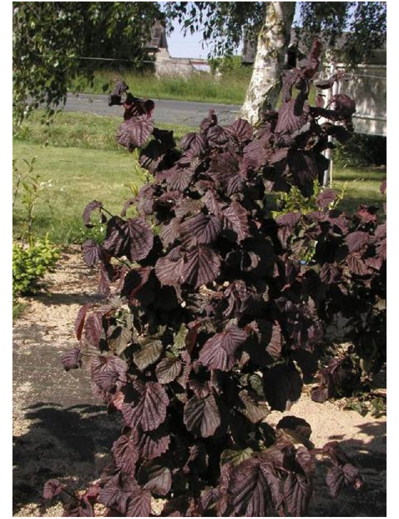 CORYLUS avellana RED MAJESTIC (Noisetier tortueux pourpre)