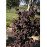 CORYLUS avellana RED MAJESTIC (Noisetier tortueux pourpre)