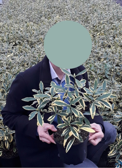 DAPHNE odora MARIANNI En pot de 4-5 litres