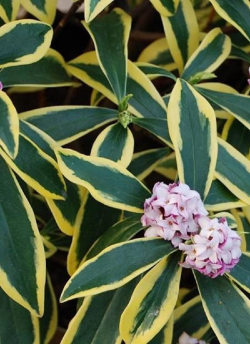 DAPHNE odora MARIANNI