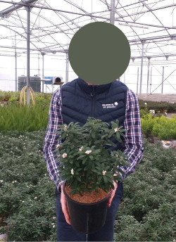 DAPHNE transatlantica ETERNAL FRAGRANCE En pot de 4-5 litres