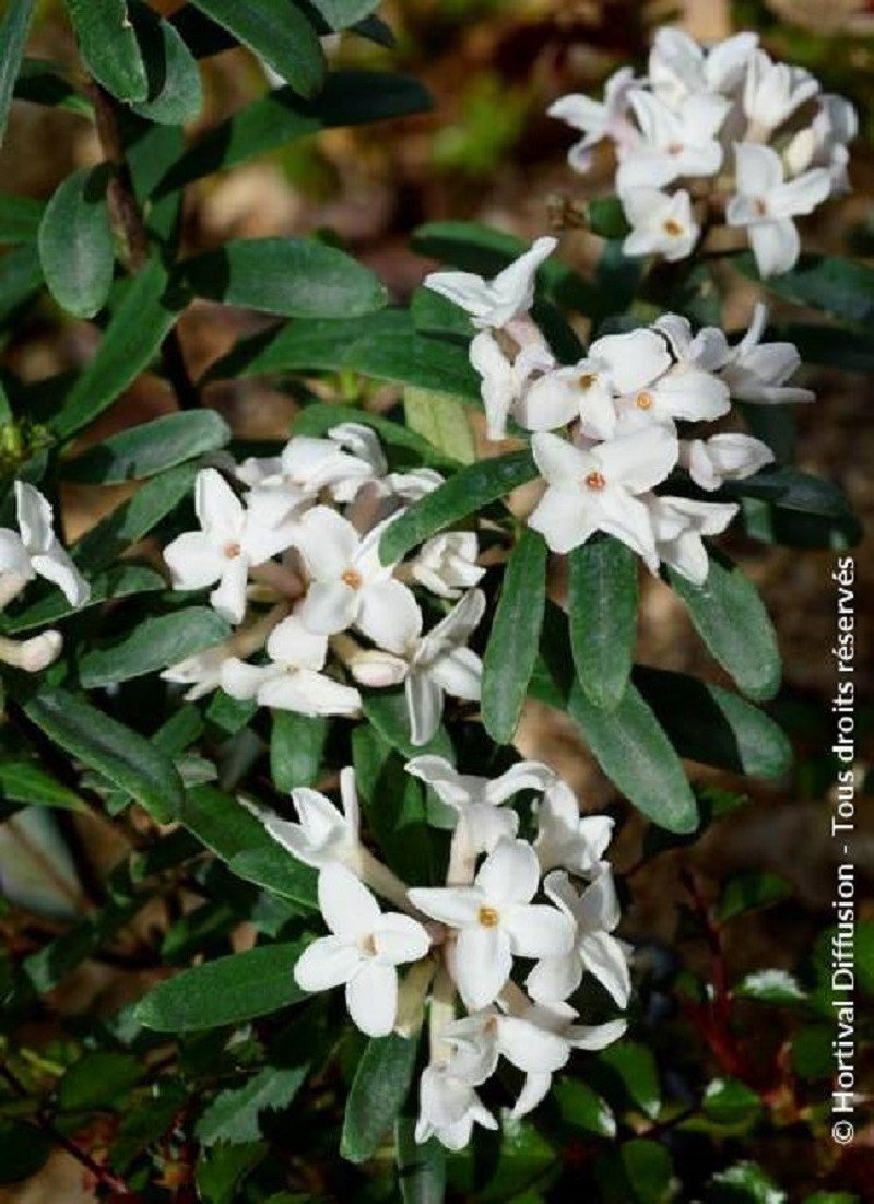 DAPHNE transatlantica ETERNAL FRAGRANCE