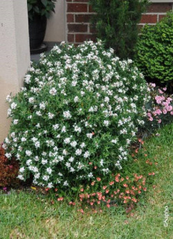 DAPHNE transatlantica ETERNAL FRAGRANCE