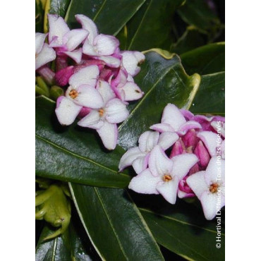 DAPHNE odora AUREOMARGINATA (Daphné odorante panachée)2