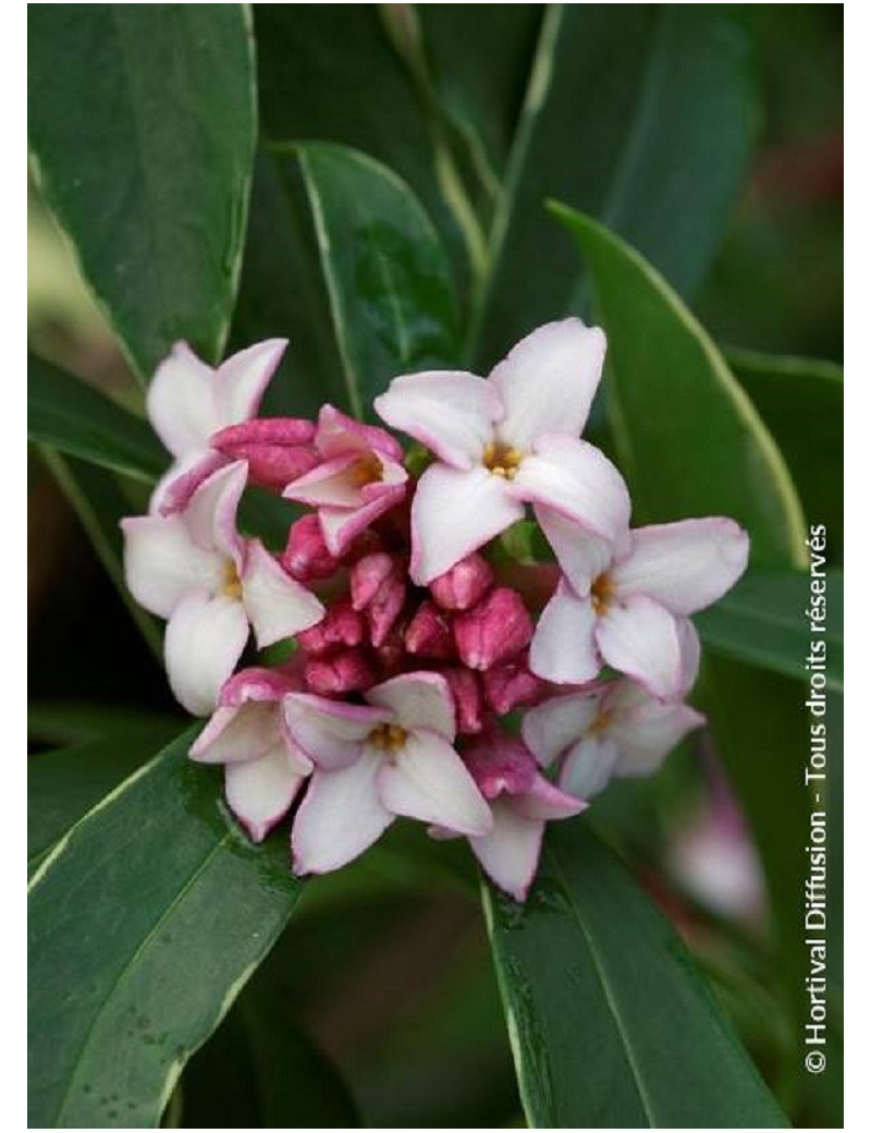 DAPHNE odora (Daphné odorant panaché)